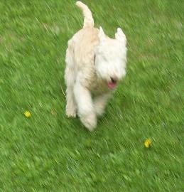 julianadorp august2012 025.jpg