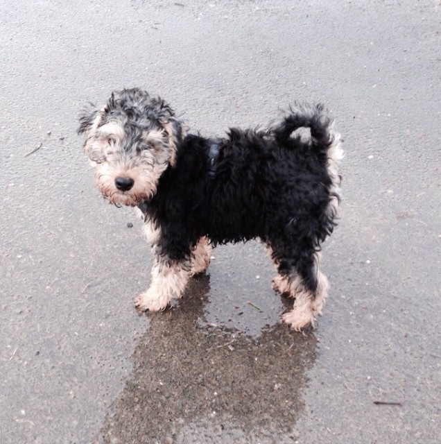 So ein doofes Wetter für einen kleinen Hund.
