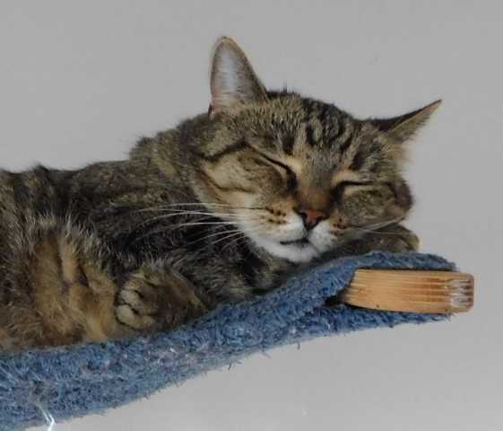 sehr gemütlich, so eine Hängematte in luftiger Höhe, allerdings nur ...