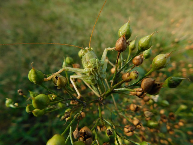 Herr oder Frau Heuschreck auf einer Braunwurz (foto mit freundlicher Genehmigung von jr)<br />draufklicken für eine höhere Auflösung