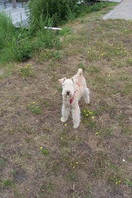 Niederlande Makkum Juli2010 005.jpg