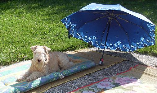 Julianadorp 2011 041.jpg