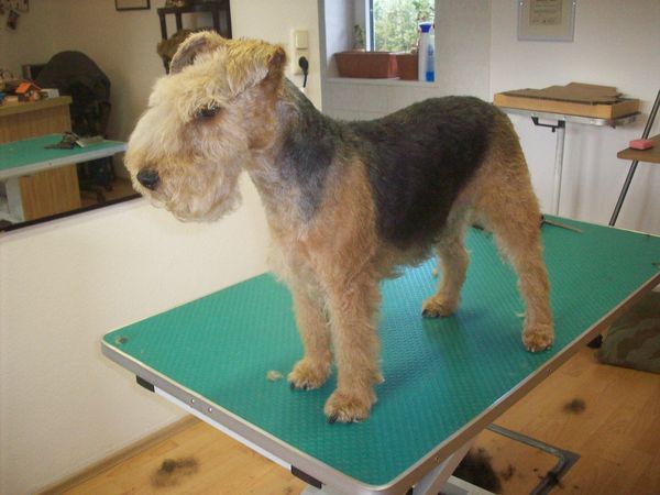 Ira direkt nach dem Trimming